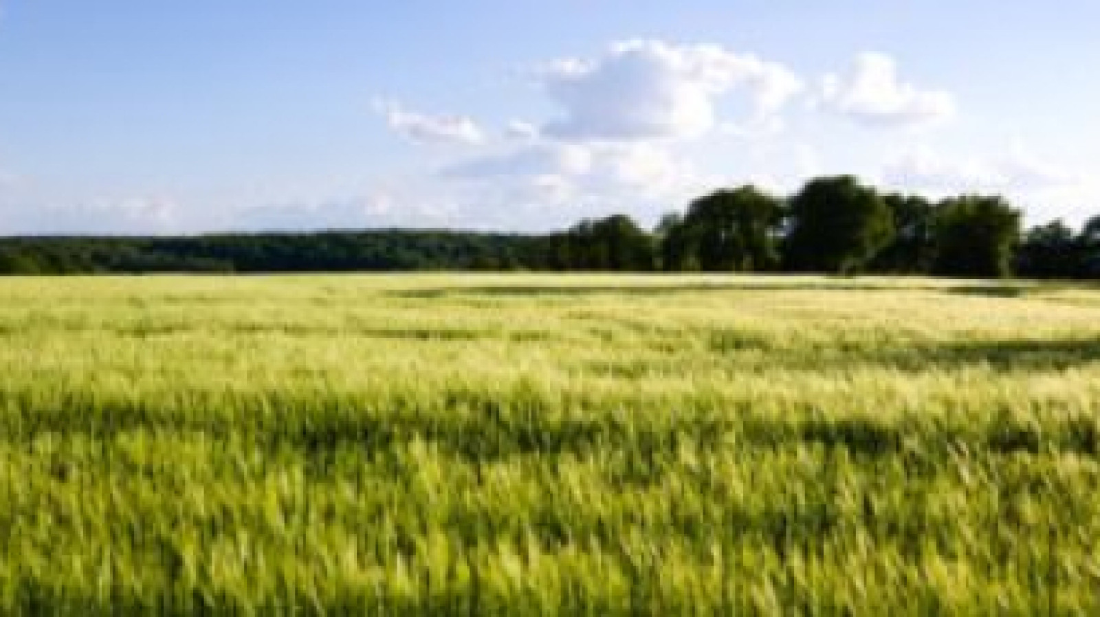 Terrain constructible de 359m2 à Langeais