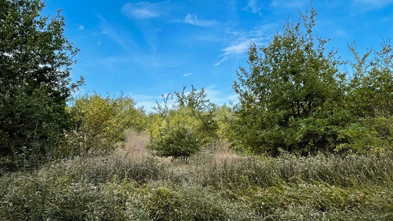 Terrain constructible de 2000m2 à Pruniers-en-Sologne