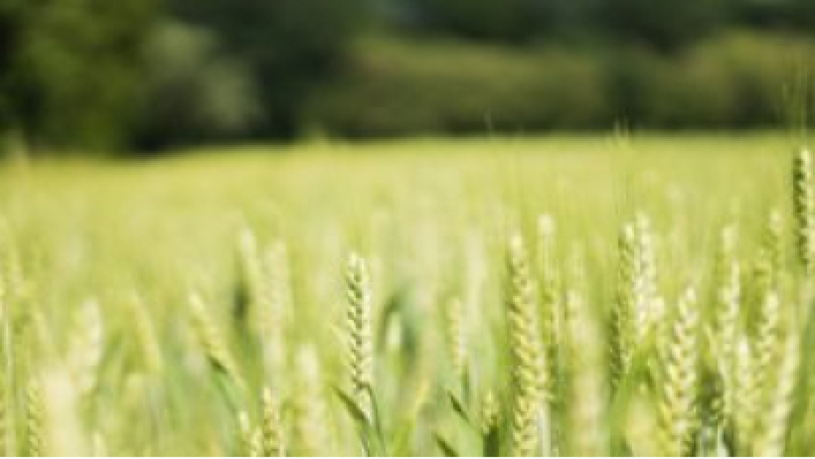 Terrain constructible de 650m2 à Mazières-de-Touraine