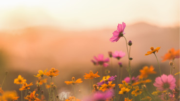 Maisons Ericlor - terrain