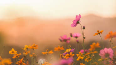 Maisons Ericlor - terrain