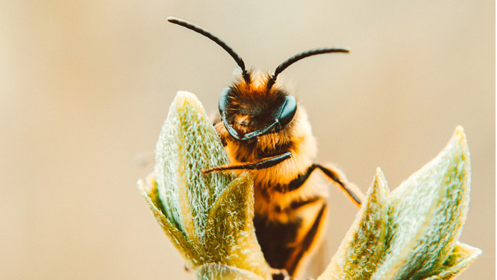 Des maisons et des jardins durables