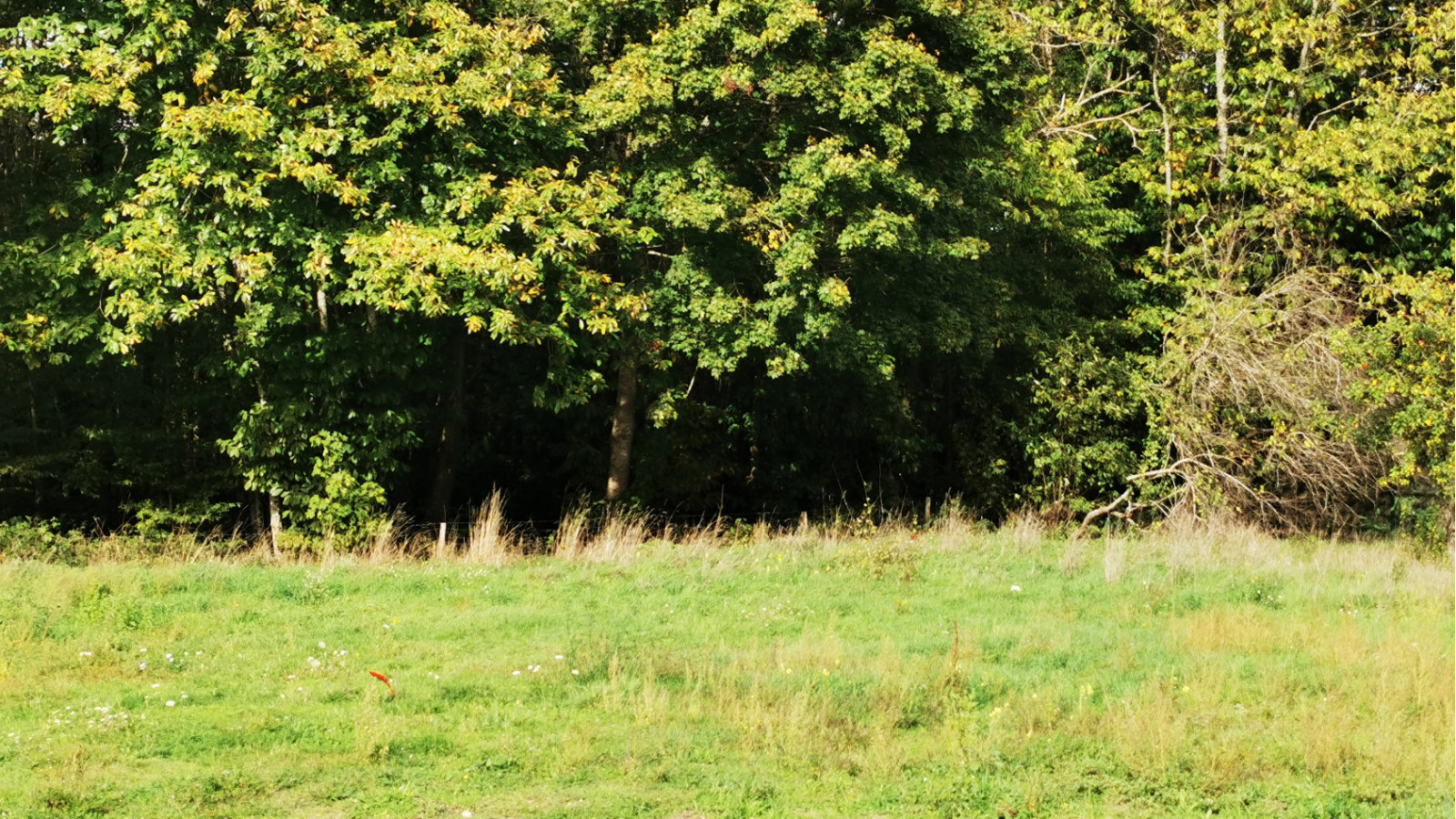 Terrain constructible de 1500m2 à Reignac-sur-Indre