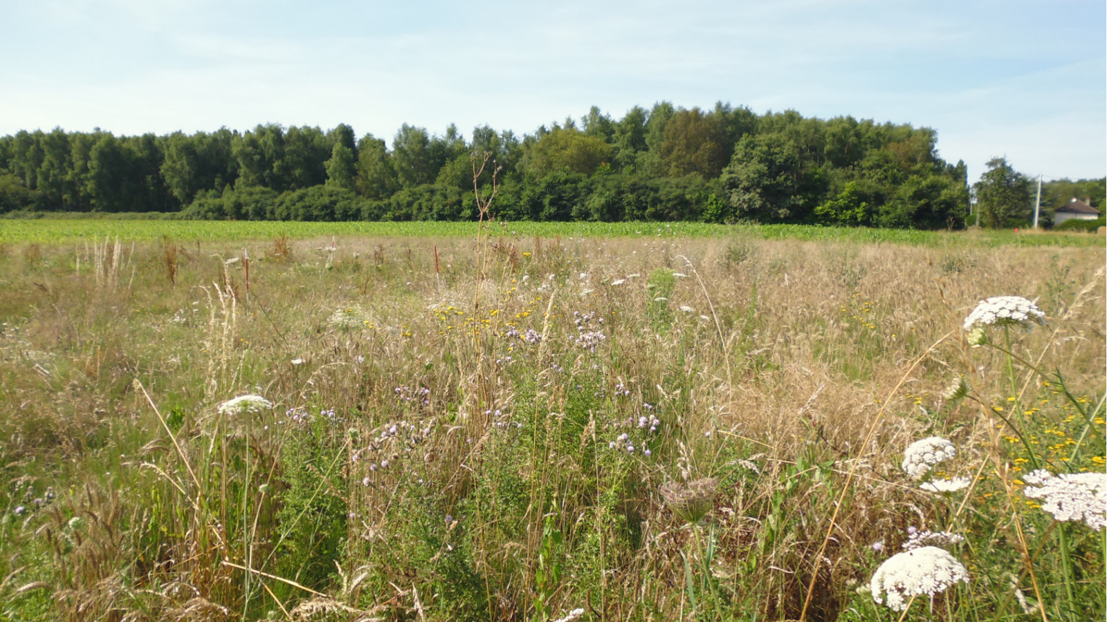 Terrain constructible de 1304m2 à Corquilleroy