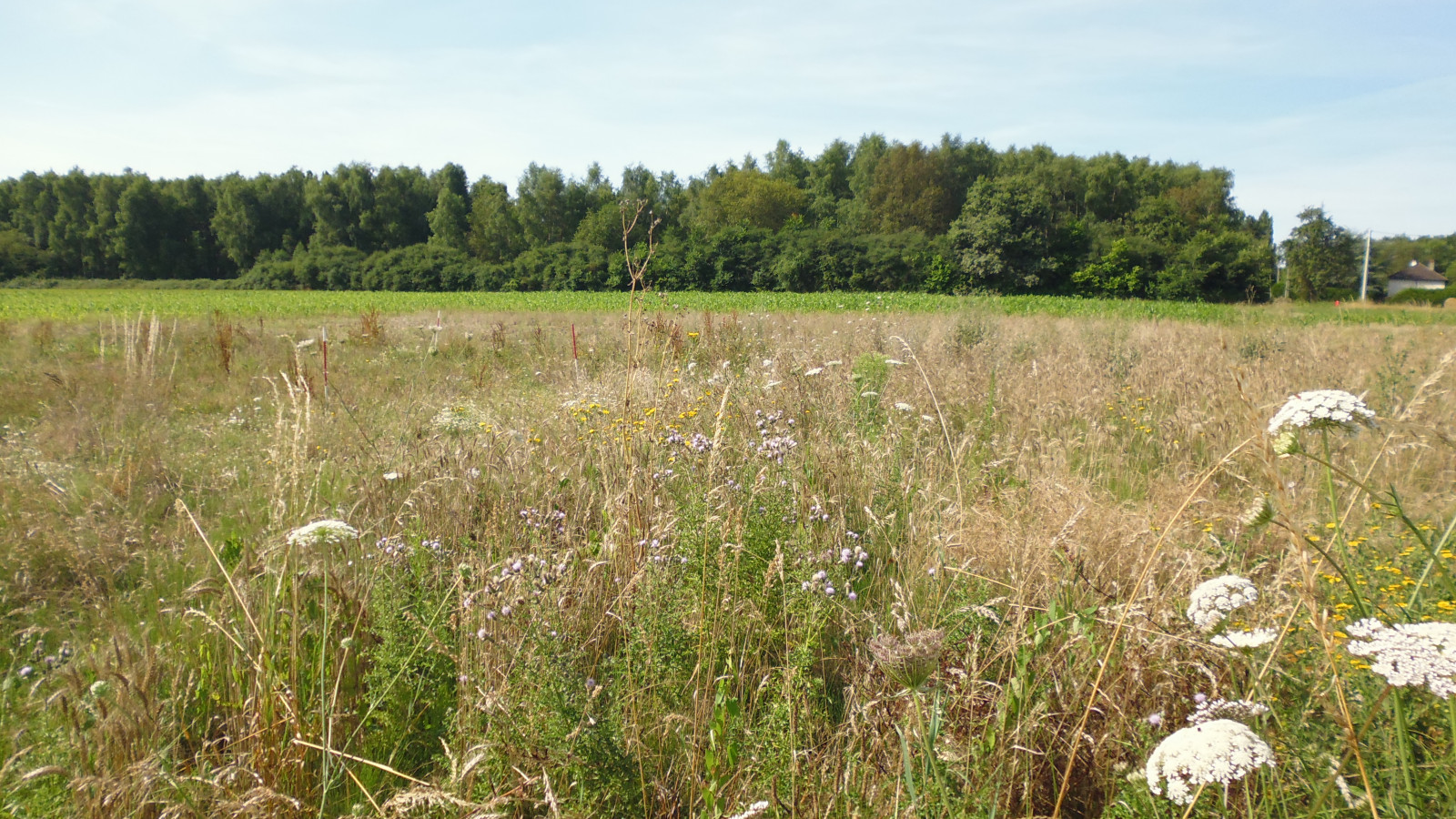 Terrain constructible de 1200m2 à Varennes-Changy